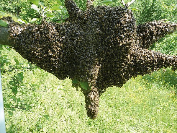 Bienenschwarm und Jungvolkbildung