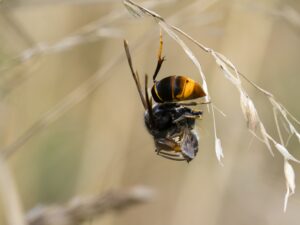 Die Asiatische Hornisse – Kein reines Imkerproblem