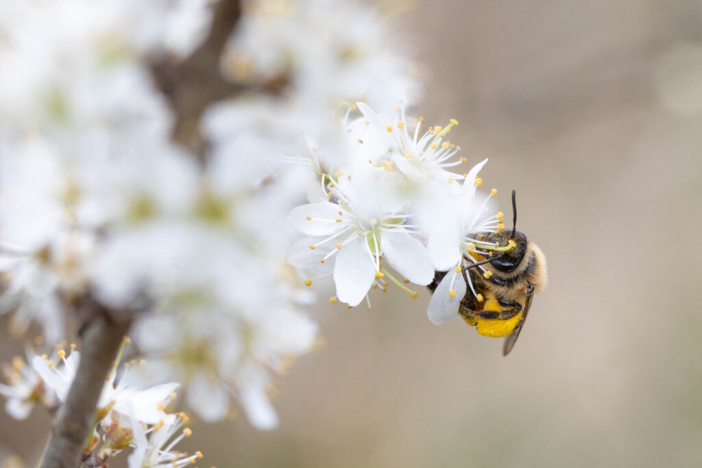 Bieneninitiative Bienen ch Alles Rund Um Bienen Imkerei Und Umwelt Bieneninitiative Bienen ch Alles Rund Um Bienen Imkerei Und Umwelt