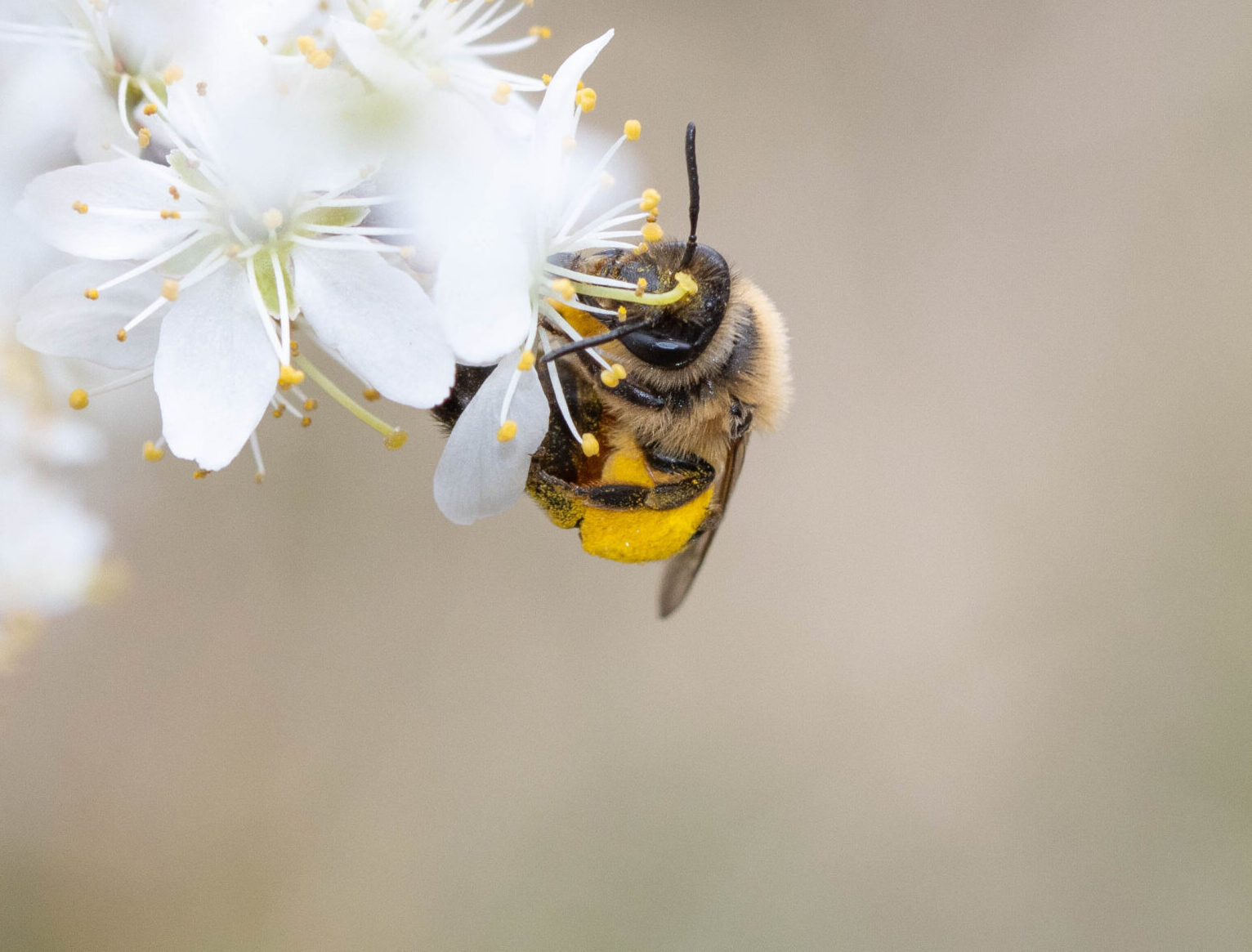 Bieneninitiative Bienen ch Alles Rund Um Bienen Imkerei Und Umwelt Bieneninitiative Bienen ch Alles Rund Um Bienen Imkerei Und Umwelt