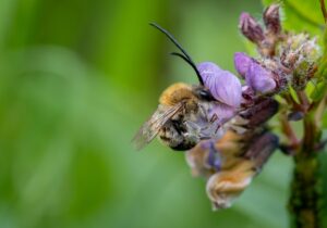 Wildbienen, die Sie jetzt im Garten sichten können