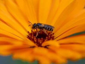 Cool Flowers für Bienen